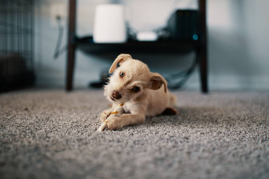 Picture of cute dog lying on carpet