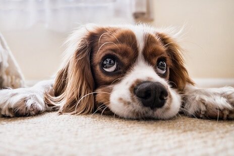 Photo of cute dog with big eyes laying his head on the carpet